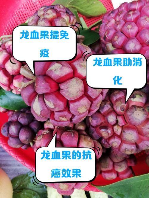 红果免费短剧怎么提现到微信